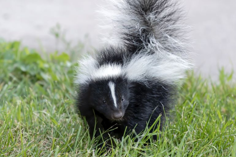 How to get rid of skunks
