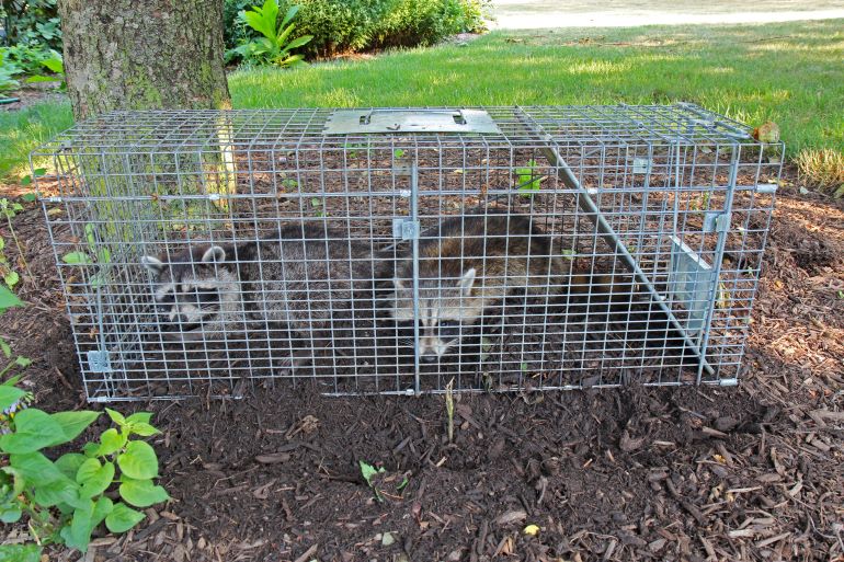 raccoon removal cost