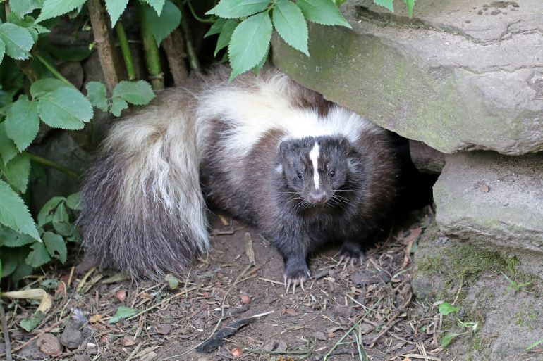 skunk removal cost
