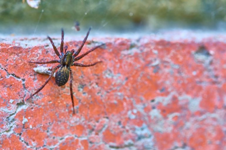 spider exterminator cost