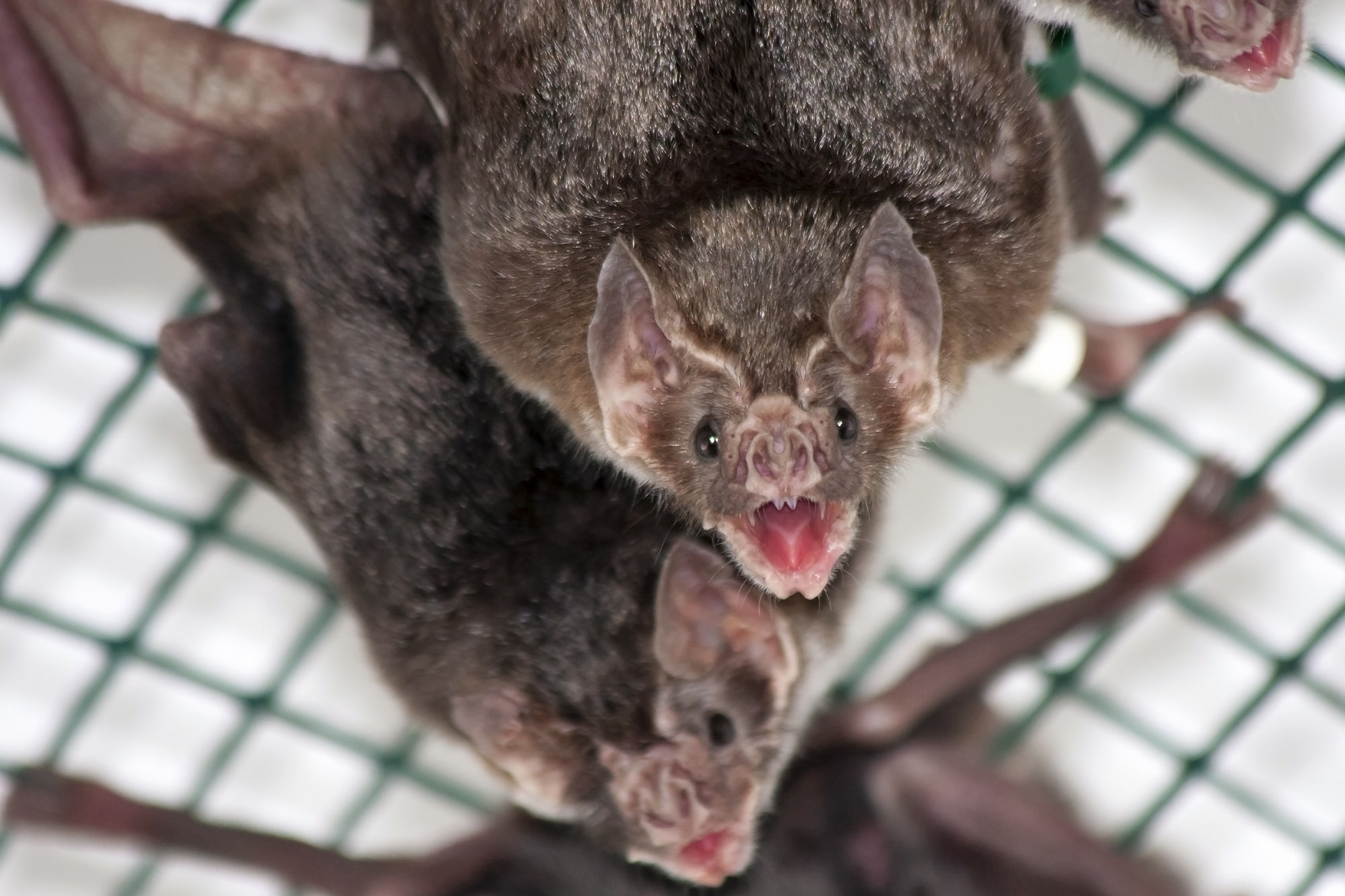 Bloodlust & Biology Understanding Vampire Bats