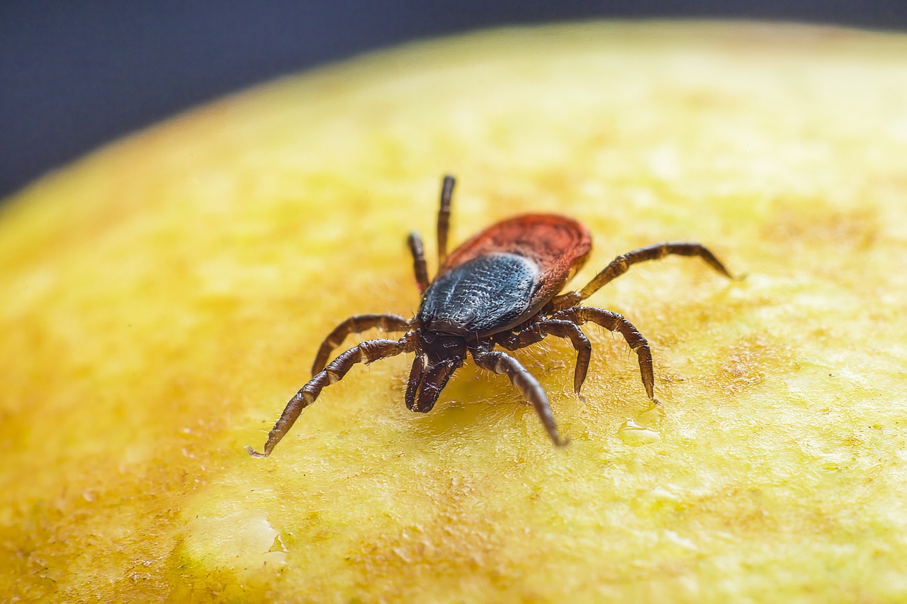 Exploring The Different Types Of Ticks Pestcomfort Exploring The Different Types Of Ticks Pestcomfort
