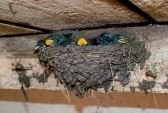 Bird removal cost