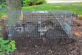 Raccoon exterminator cost