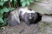 Skunk removal cost