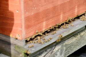 Wasp removal cost