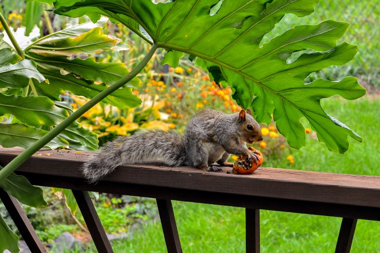 Squirrel removal Cost